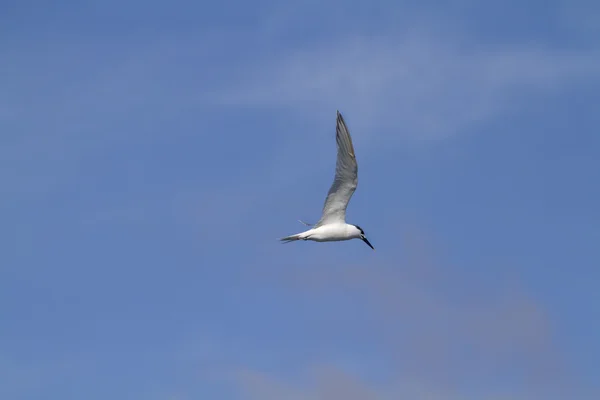 Kentsk tärna — Stockfoto