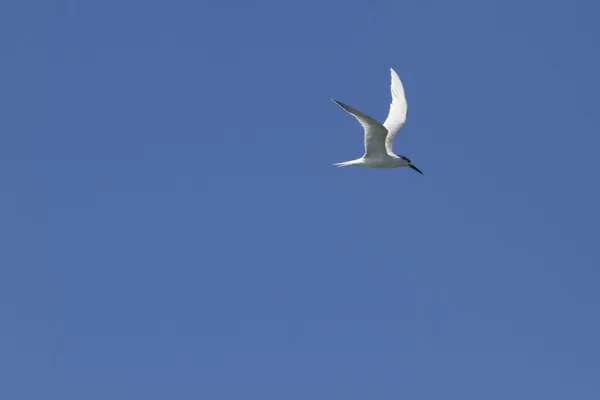 Sandwich Tern — Stock Photo, Image