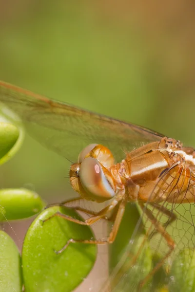 Libelle auf Pflanze — Stockfoto