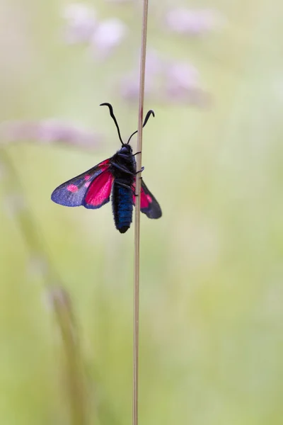 Five spot burnet — Stock Photo, Image