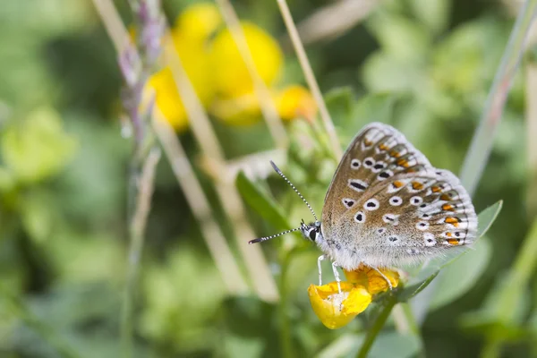 Farfalla comune — Foto Stock