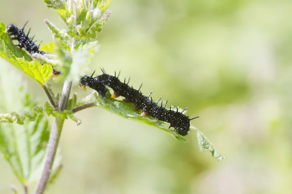 Rupsen peacock vlinder — Stockfoto