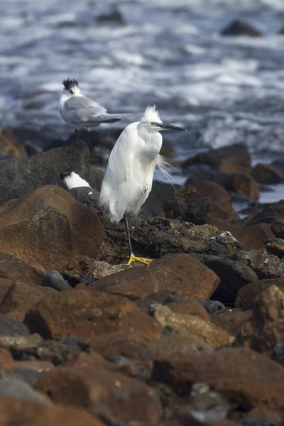 Little egret och smörgås tärnor — Stockfoto