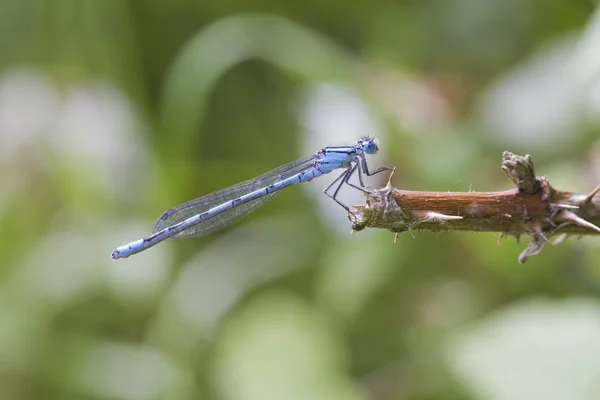 Blaue Burgfliege — Stockfoto