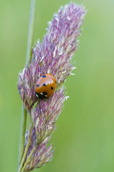 Liten nyckelpiga — Stockfoto