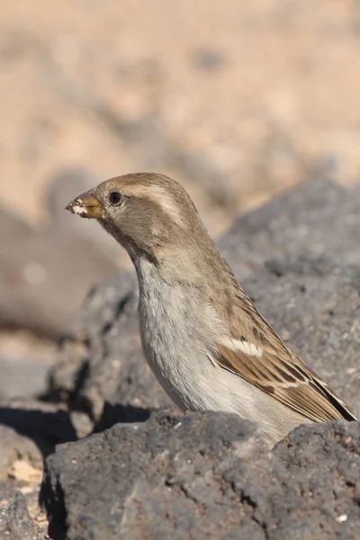 Passero di Fuerteventura — Foto Stock