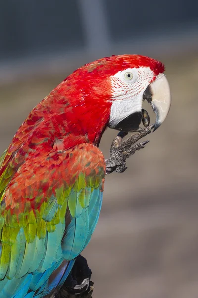 Scarlet macaw — Stock Photo, Image