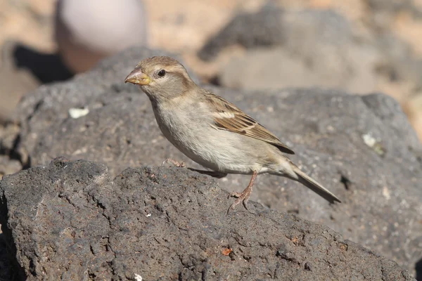Sparrow  from Fuerteventura — Stock Photo, Image