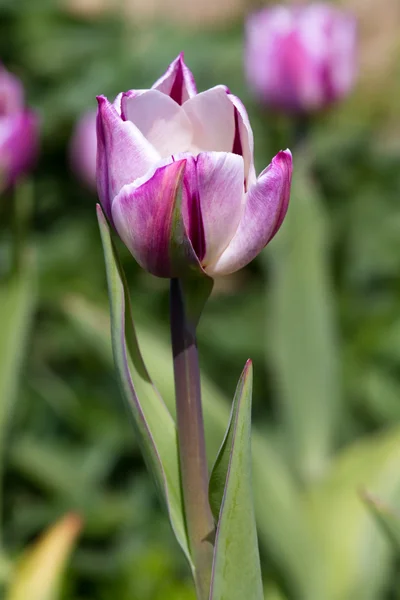 Fioletowe tulipany — Zdjęcie stockowe