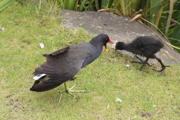 Waterhen (Gallinula chloropus) — Stockfoto