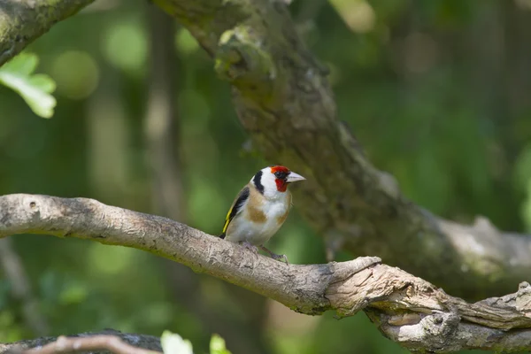 Gyönyörű goldfinch — Stock Fotó