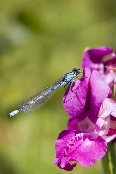 Damselfly azul — Fotografia de Stock