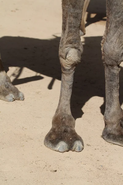 Camel feet — Stock Photo, Image