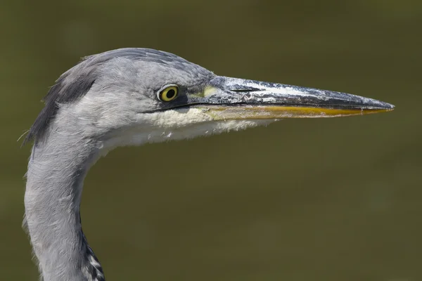 Graureiher — Stockfoto