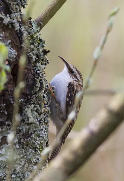 Treecreeper climbing on tree — Stock Photo, Image