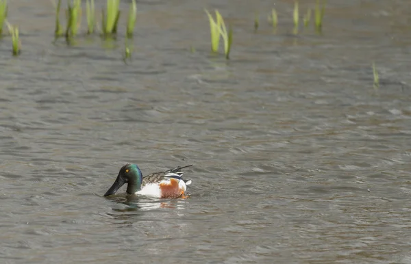 Slobeend (Anas clypeata) — Stockfoto