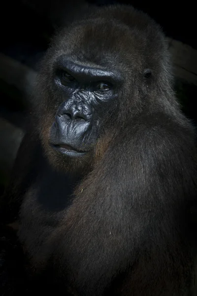 Schwarzer Gorilla — Stockfoto