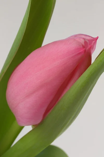 Rosa Tulpe — Stockfoto