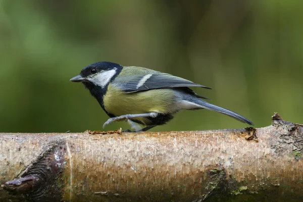 Koolmees (parus major) — Stockfoto