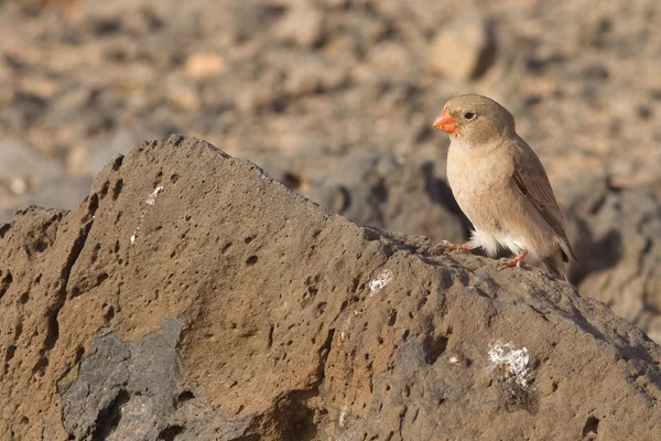 Trumpetista finch — Stock fotografie