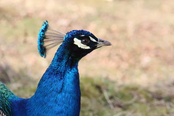 Blue peacock — Stock Photo, Image