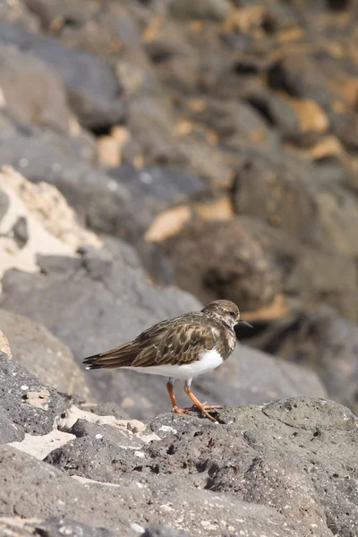 Turnstone (Arenaria interpreta ) — Foto Stock