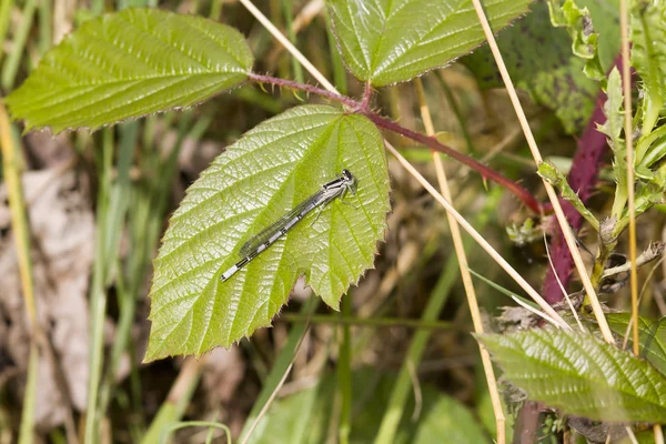 Damselfly na folha — Fotografia de Stock