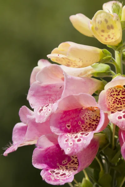 Flores de luva de raposa — Fotografia de Stock