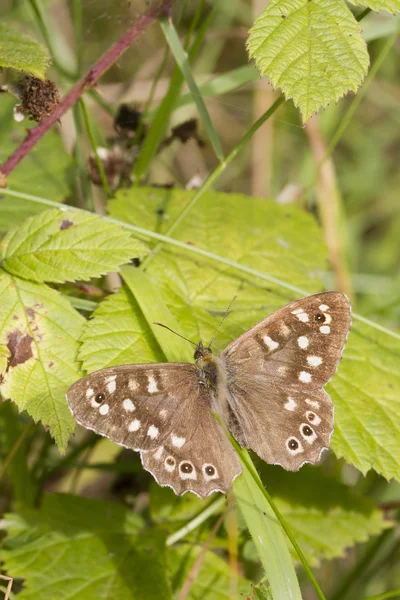 Gesprenkelter Schmetterling — Stockfoto