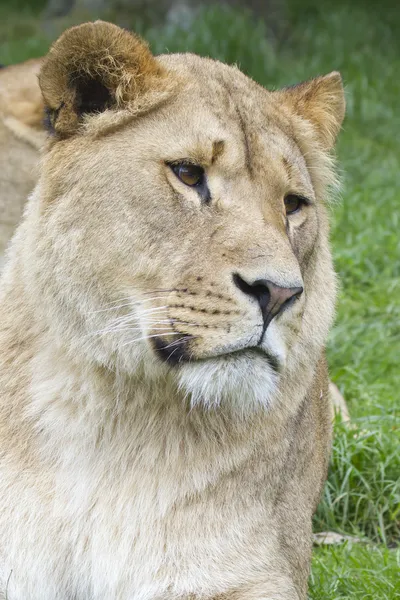 Wild Lion — Stock Photo, Image