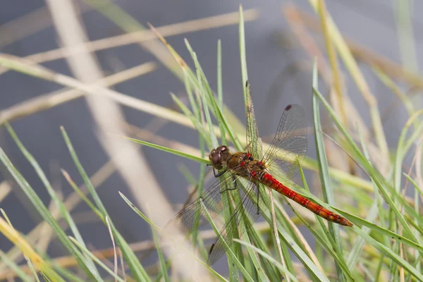 Rote Darter-Libelle — Stockfoto