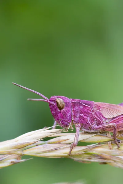 Rosa gräshoppa — Stockfoto