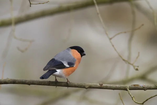 Bullfinch on branch — Stock Photo, Image