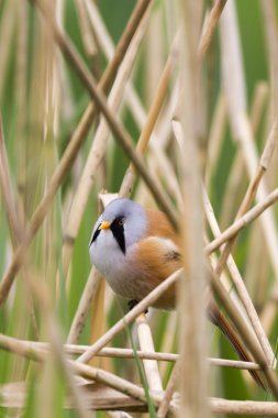 Sakallı baştankara