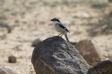 Bozkır örümcek kuşu