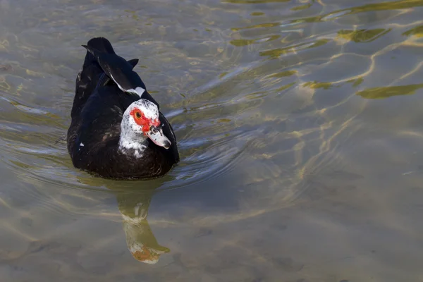 Pato moscovita — Foto de Stock