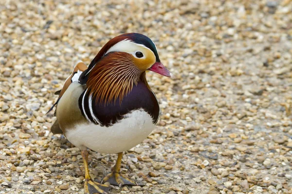 Mandarijn-eend — Stockfoto