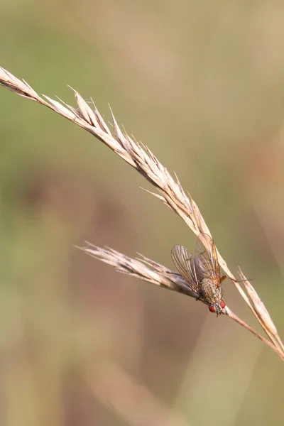 Fly with red eyes — Stock Photo, Image