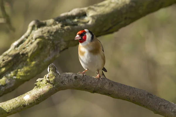 Goldfinch på vintern — Stock fotografie