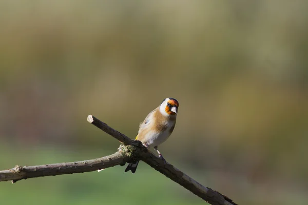 Goldfinch på vintern — Stock fotografie