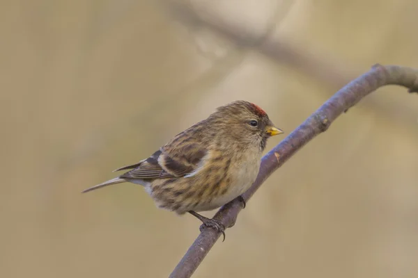 Pintarroxo (carduelis flammea) — Fotografia de Stock