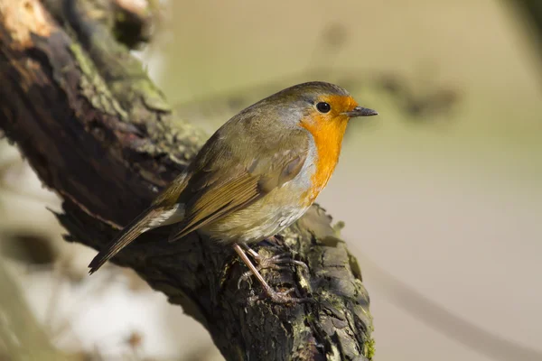 Robin perched on a branch — Stock Photo, Image