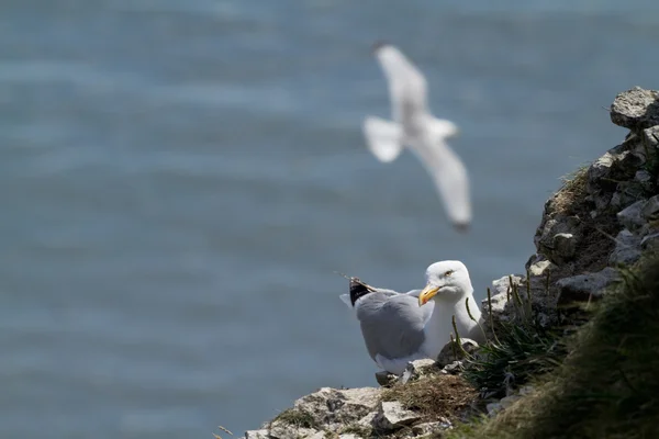 Gaviota de arenque —  Fotos de Stock