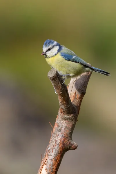 Teta azul — Foto de Stock