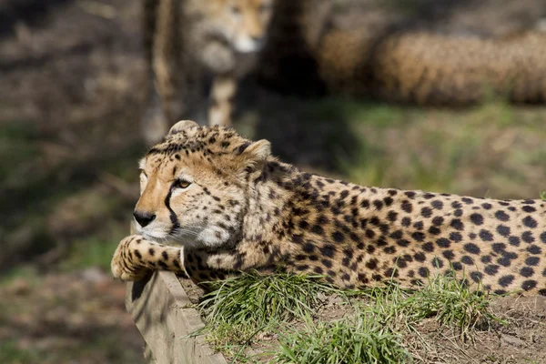 Cheetah Riposo — Foto Stock