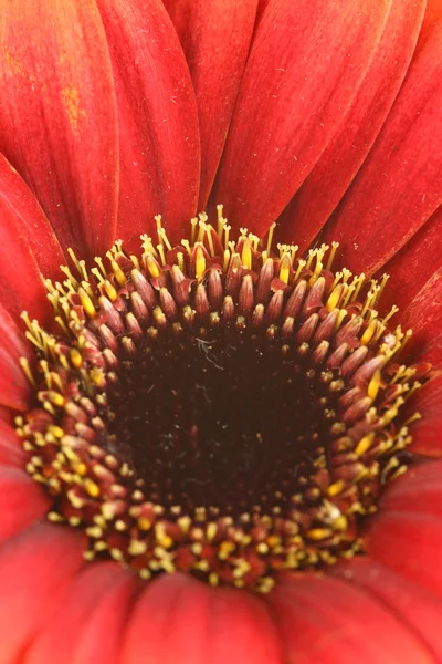 Gerbera zbliżenie — Zdjęcie stockowe