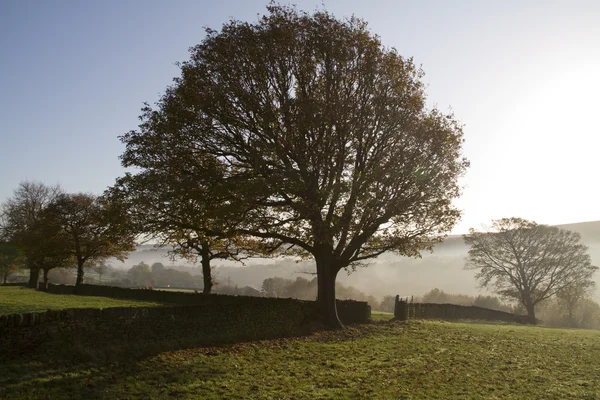 Mystische Morgendämmerung — Stockfoto