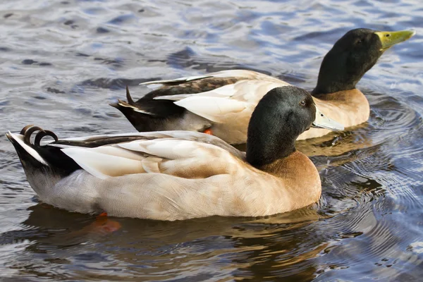 Patos en el lago —  Fotos de Stock