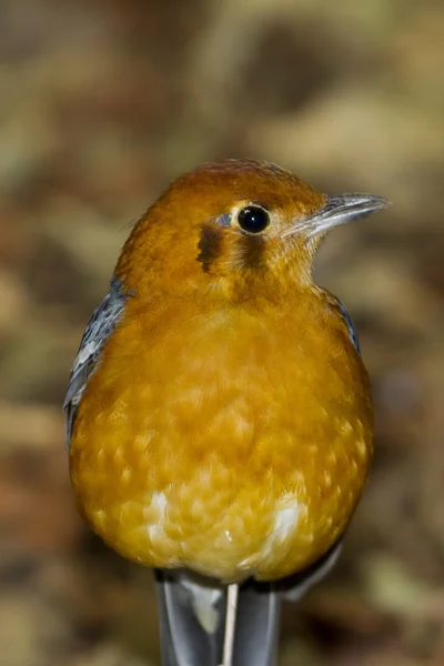 Zorzal cabeza naranja (Zoothera citrina ) —  Fotos de Stock