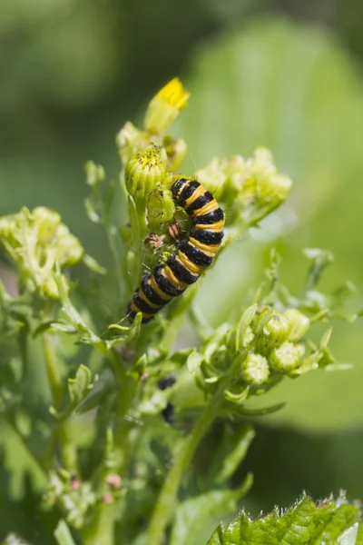 Zinnoberraupe — Stockfoto